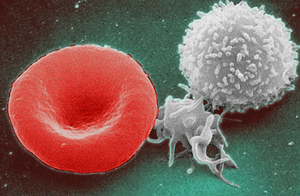 File:Blood cells - erythrocyte, thrombocyte, leukocyte.png