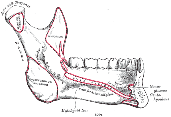 File:Inner surface of mandible.png