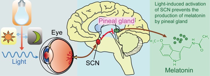File:Light, suprachiasmatic nuclei (SCN), and the pinealmelatonin circuit.jpeg