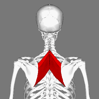 File:Rhomboid muscles animation small.gif
