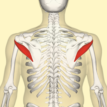 File:Teres minor muscle.png