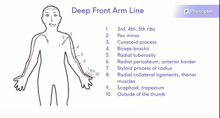 File:Deep Front Arm Line.jpg