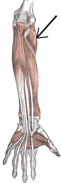 File:Supinator muscle.png
