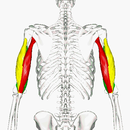 File:Triceps brachii muscle - animation02.gif