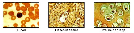 File:Connective tissues 2.jpg