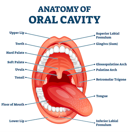 File:Oral Cavity and Tongue.png