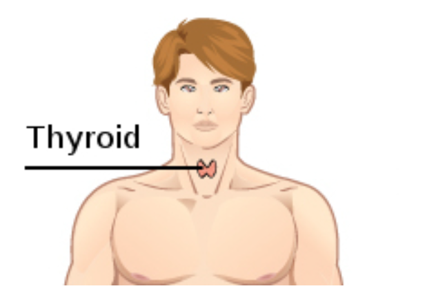 File:Thyroid Gland- location.png