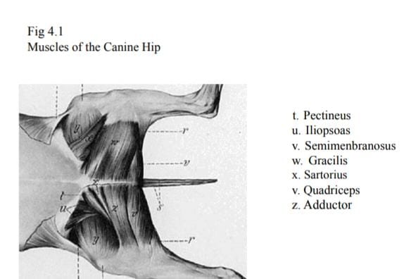 Canine Hindlimb Anatomy - Physiopedia