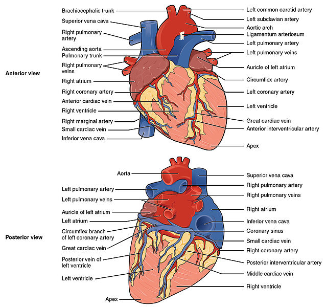 File:The Heart surface view.jpg