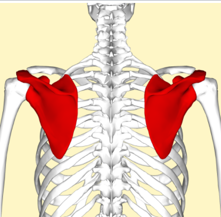 File:Scapula Posterior view.png