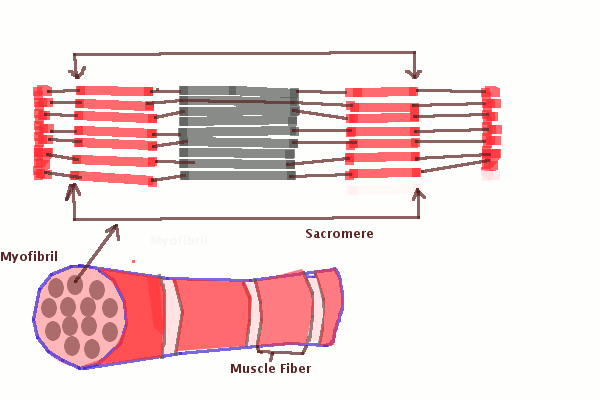 File:Muscle Contraction process.gif