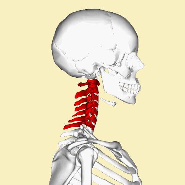 File:Cervical vertebrae animation.gif