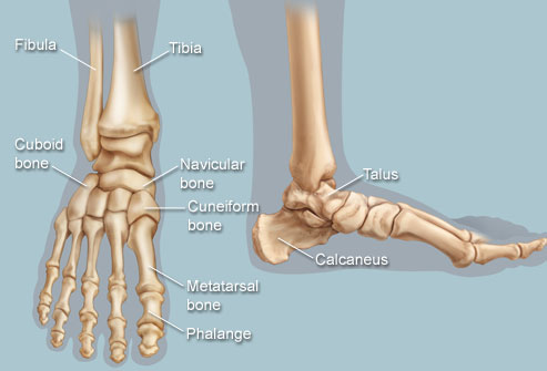 koste Evakuering Alaska Foot and Ankle Structure and Function - Physiopedia