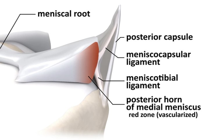 File:Meniscotibial ligament.jpg