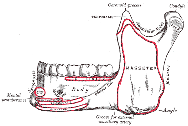 File:Outer surface of mandible.png