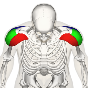 File:Deltoid muscle Wikipedia.png