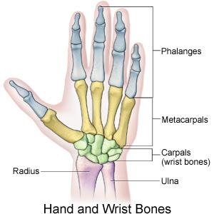 Hand and wrist bones II.JPG
