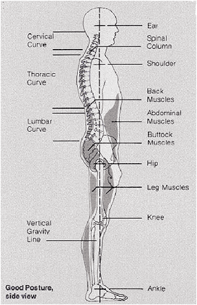 Posture - Physiopedia