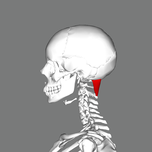 File:Rectus capitis posterior major lateral view.png