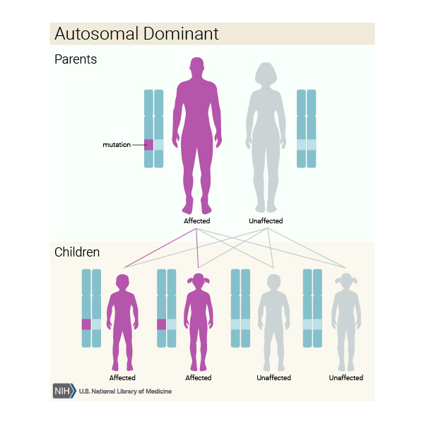 File:Autosomal dominant Gene Structure.jpg