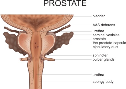 File:Prostate anatomy.jpeg