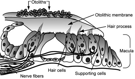File:Otolith organ of vestibular system.jpg