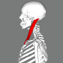 File:Sternomastoid muscle lateral.png
