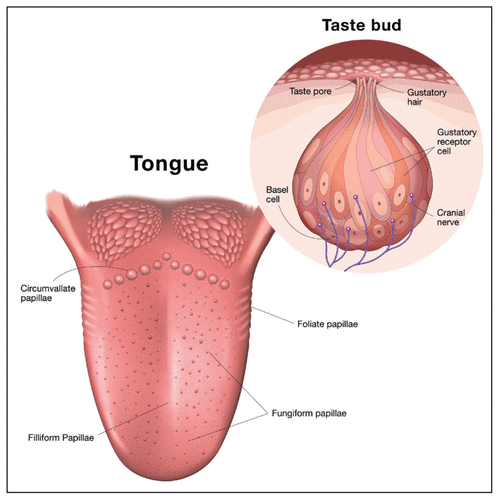 File:Taste bud anatomy.gif