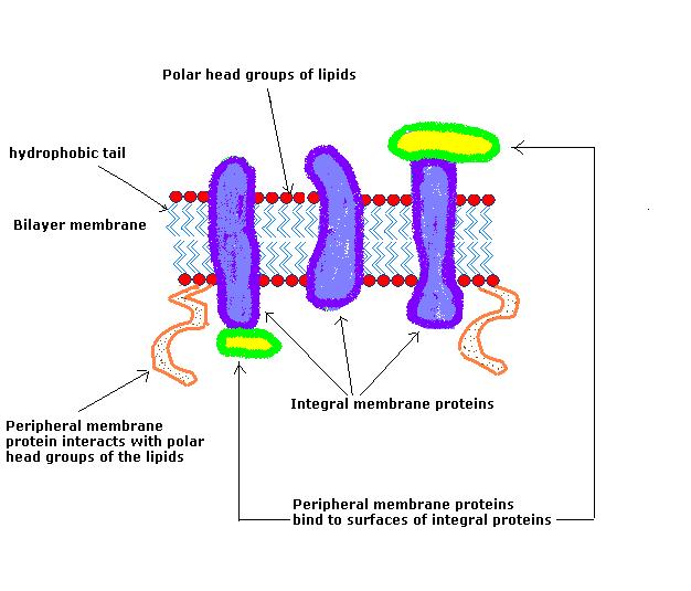 File:Membrane proteins.jpeg