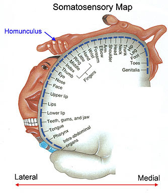 File:Homunculus lateral to medial.jpg