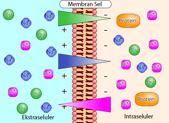 File:Membrane potential ions (id).jpg