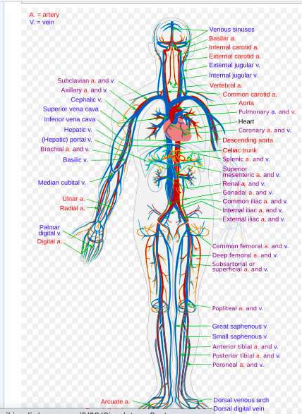 Circulatory system.png