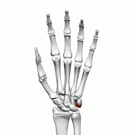 File:Triquetrum bone (left hand)-animation.gif