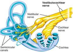 File:Vestibulocochlear Nerve.jpg