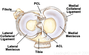 Lat.meniscus.gif