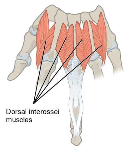 File:Dorsal interossei of the hand.png