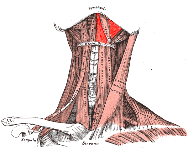 File:Mylohyoid muscle.PNG