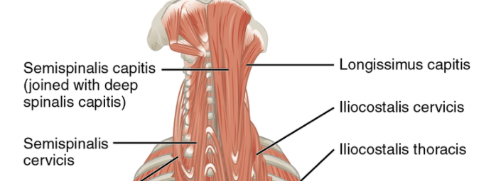 File:Neck extensors.png