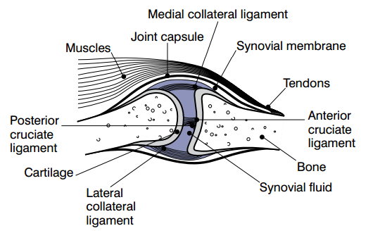 File:Synovial features.png