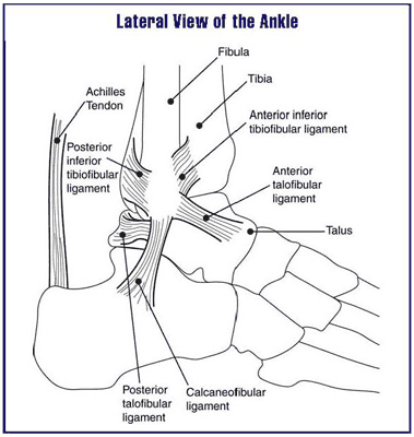 File:Lateral view of ankle.PNG