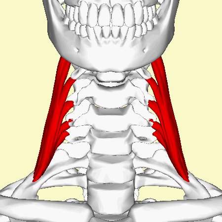 File:Scalenus medius muscle - animation02.gif