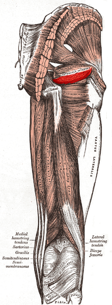 File:Inferior gemellus muscle.PNG