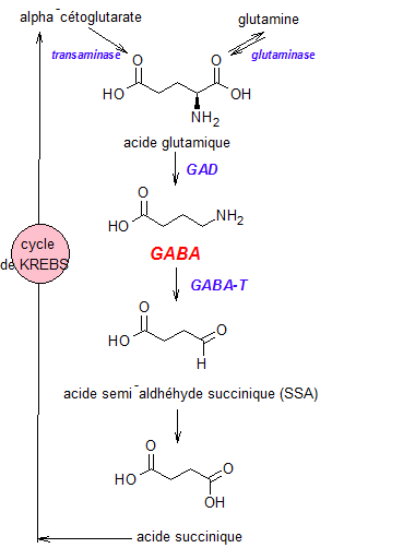 File:GABA metabolisme.png