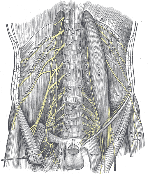 File:Lumbar-plexus-and-its-branches.png