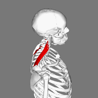 Levator scapulae muscle animation small2.gif