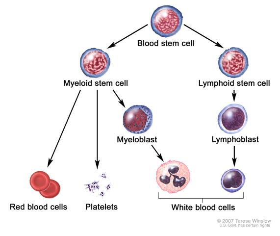 Blood Cell Development Process