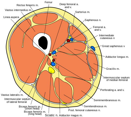 File:Thigh cross section.svg showing adductor canal.png