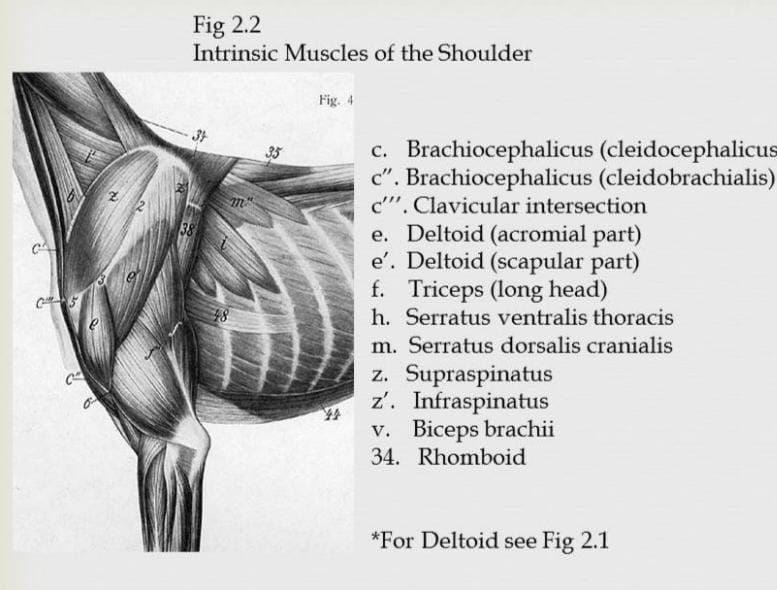 File:Canine shoulder intrinsic muscles.jpeg