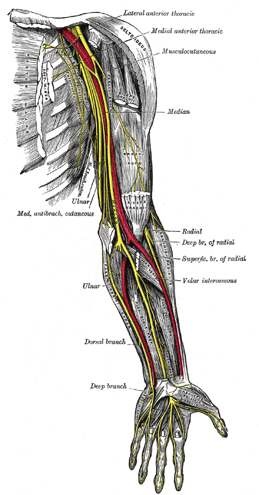Nerves of the upper extremity