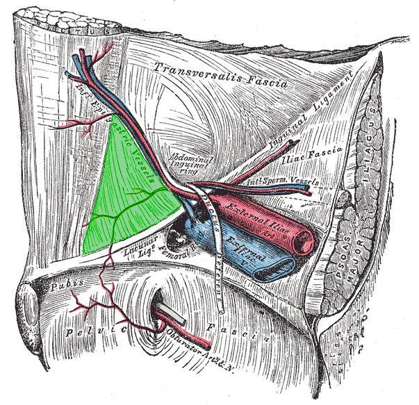 File:Inguinal triangle.png